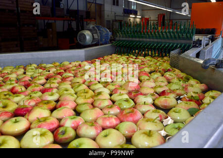 Allemagne, Rhénanie du Nord-Westphalie - cueillette des pommes à Neukirchen-Vluyn Banque D'Images