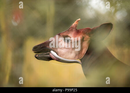 Okapi portrait d'egsotic animal en voie de disparition, okapi met out Banque D'Images