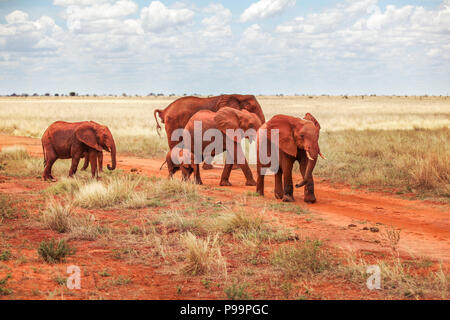 Groupe d'éléphants bush africain (Loxodonta africana) de la poussière rouge, traverser la route au cours de safari à Tsavo East National Park, Kenya Banque D'Images