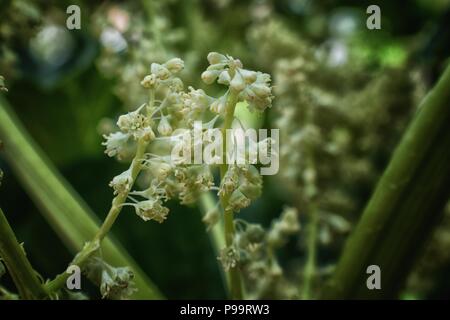 Plan Macro sur les fleurs de rhubarbe (Rheum rhabarbarum) en fleurs strawberry patch. La floraison Rheum rhabarbarum dans un chalet jardin dans le sud de Jorda Banque D'Images