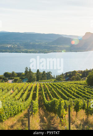 Avis de rangs de vignes en vignes avec le lac Okanagan, montagnes, et coucher de soleil en arrière-plan en été Banque D'Images