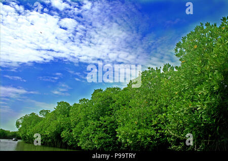 La forêt de mangrove Pichavaram Banque D'Images