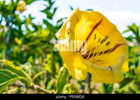 Une vigne vigoureuse appelé Tasse de vigne d'Or (Solandra Maxima) également connu sous le nom de Golden Chalice Vine ou Hawaiian Lily, en Jamaïque. Banque D'Images