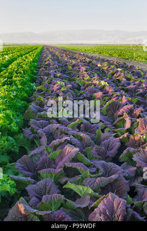 Red & Green moutarde venant à échéance dans le champ 'Brassica juncea', première lumière du matin, début avril, la convergence des lignes. Banque D'Images