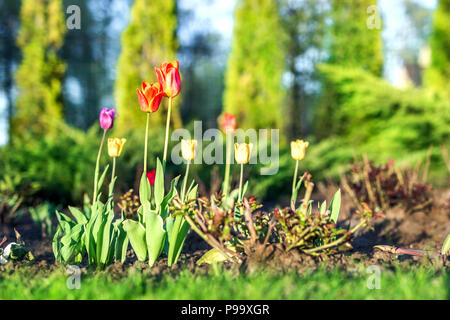 Belles tulipes colorées sur le parterre de la maison au jardin en journée ensoleillée. Conception de l'aménagement paysager et de jardinage. Banque D'Images