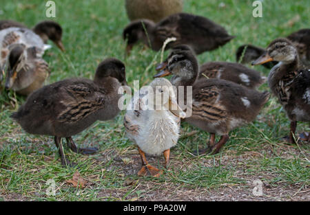 Des canetons de canards colverts (Anas platyrhynchos) Banque D'Images