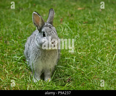 Lapin Nain Néerlandais Doe Chinchilla Kit couleur - 13 semaines Banque D'Images