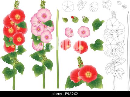 Alcea rosea contours - roses trémières, Aoi dans la famille des Malvacées. Couleur des fleurs rouge orange . isolé sur fond blanc. Vector Illustration. Illustration de Vecteur