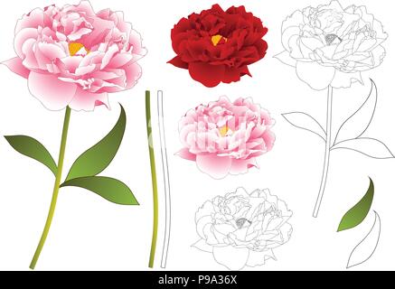 Fleur de pivoine rose et rouge Contour. isolé sur fond blanc. Vector Illustration. Illustration de Vecteur