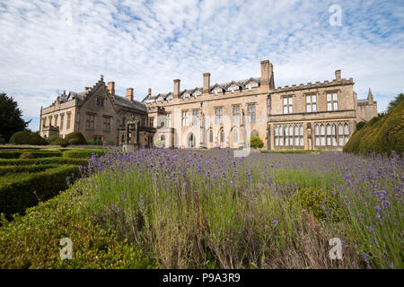 La lavande dans le jardin espagnol à Newstead Abbey dans le Nottinghamshire, Angleterre, Royaume-Uni Banque D'Images