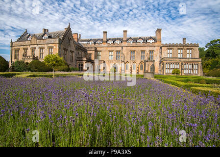 La lavande dans le jardin espagnol à Newstead Abbey dans le Nottinghamshire, Angleterre, Royaume-Uni Banque D'Images