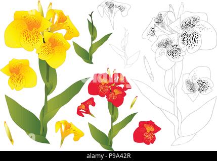 Jaune et Rouge, Canna indica contours - Canna fleurit, Indian Shot. Isolé sur fond blanc. Vector Illustration. Illustration de Vecteur