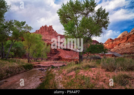 Castle Rock est au-dessus de ce printemps bosquet de peupliers le long de la Fremont River en Utah's Capitol Reef National Park. Banque D'Images