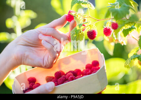 Close Up of Woman picking framboises et la mise en panier en bois Banque D'Images