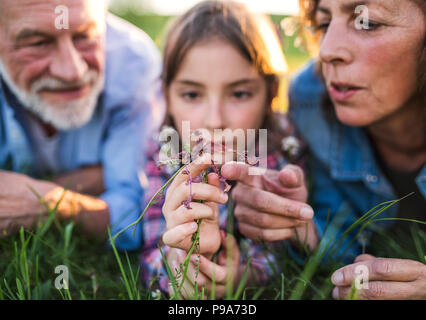 Couple avec sa petite-fille à l'extérieur au printemps de la nature, de détente sur l'herbe. Banque D'Images