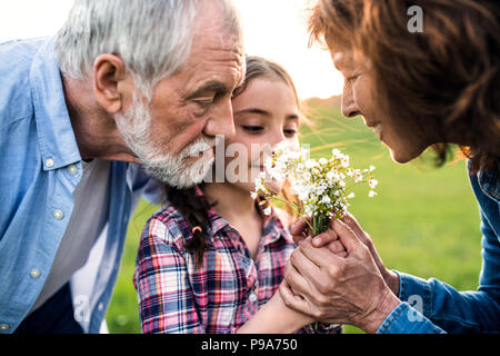 Une petite fille avec ses grands-parents fleurs odorantes en extérieur dans la nature. Banque D'Images