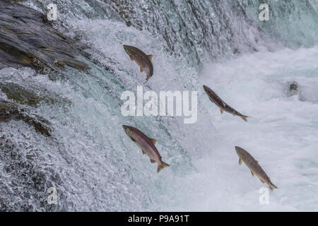 Saut de saumon rouge jusqu'Brooks tombe pendant la migration annuelle à Katmai National Park, Alaska Banque D'Images