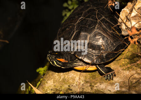 Red-Eared (Tortues Trachemys scripta elegans) Banque D'Images