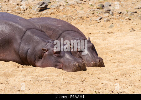 Paire d'hippopotames communs (Hippopotamus amphibius) reposant sur le sol, région de Kruger, Afrique du Sud Banque D'Images