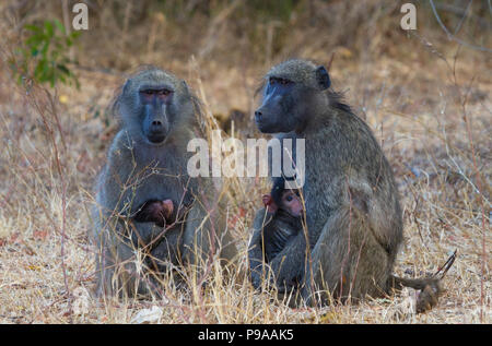 Deux babouins Chacma (Papio ursinus) avec des nourrissons montrant des soins maternels, Parc national Kruger, Afrique du Sud Banque D'Images