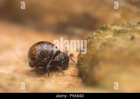 Allacma fusca springtail globulaire reposant sur le tronc de l'arbre. Tipperary, Irlande Banque D'Images