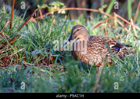 Canard colvert femelle marcher dans la rosée de l'herbe en charge Banque D'Images