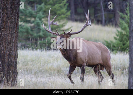 Un beau wapiti de taureau, Cervus canadensis, au cours de la rut. Banque D'Images