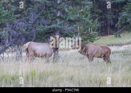 Un beau wapiti de taureau, Cervus canadensis, et la vache pendant la rut. Banque D'Images