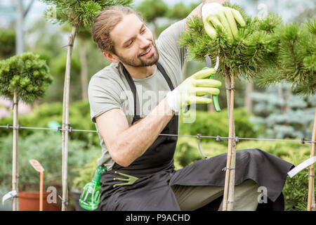 Homme en uniforme l'émondage des arbres ornementaux qui travaillent dans la serre Banque D'Images