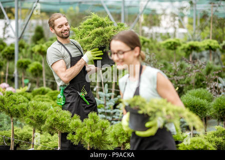 Jeune couple de travailleurs en uniforme qui travaillent avec des plantes vertes holding pots avec bush de conifères dans la serre Banque D'Images