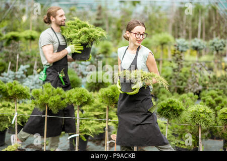 Jeune couple de travailleurs en uniforme qui travaillent avec des plantes vertes holding pots avec bush de conifères dans la serre Banque D'Images