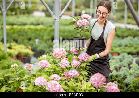 Femme avec des plantes dans la serre Banque D'Images