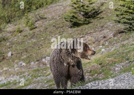 Homme de l'ours grizzli (Ursus arctos horribilis) mâle ours grizzli, dans un pré, mouthfull de pissenlits. Full body. Kananaskis, Alberta, Canada Banque D'Images