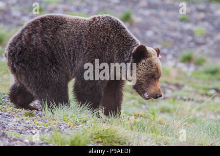 Homme de l'ours grizzli (Ursus arctos horribilis) grizzli mâle, corps plein shot.. Kananaskis, Alberta, Canada Banque D'Images