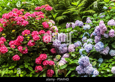 L'hortensia, Hydrangea macrophylla, Hortensia Banque D'Images