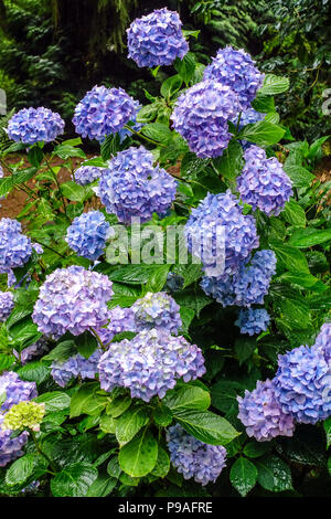 Blue Bigleaf hortensia, Blue Hytensia macrophylla, Hortensia juillet fleurs dans un jardin ombragé Banque D'Images