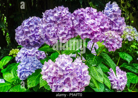 L'hortensia bleu, Hydrangea macrophylla, Hortensia Banque D'Images