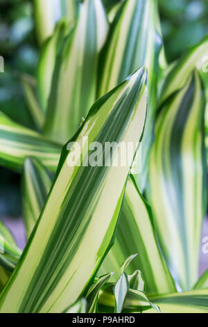 Vert à rayures blanches avec feuilles de dracaena. Printemps, l'arrière-plan, macro Banque D'Images