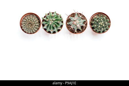 Quatre pots avec cactus stand in a row on a white background Banque D'Images