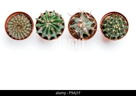 Quatre pots avec cactus stand in a row on a white background Banque D'Images