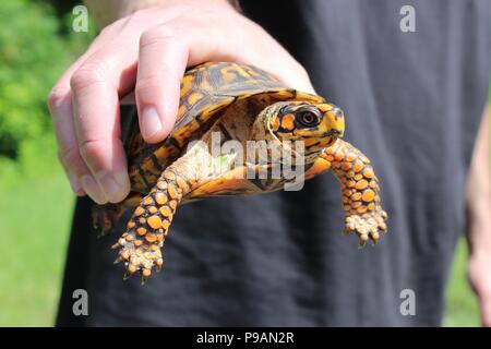 Gros plan du Hand Holding Tortue tabatière Banque D'Images