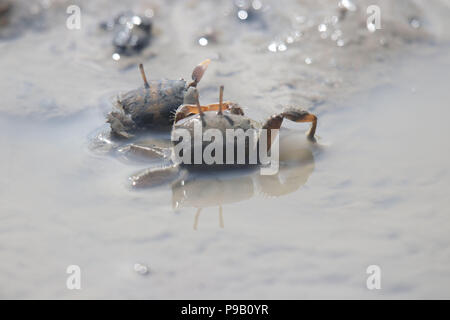 Qingdao, Qingdao, Chine. 17 juillet, 2018. Qingdao, Chine - De nombreux crabes se rassemblent à la plage de Qingdao, province de Shandong en Chine orientale. Crédit : SIPA Asie/ZUMA/Alamy Fil Live News Banque D'Images