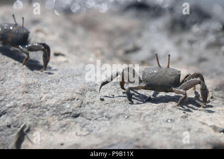 Qingdao, Qingdao, Chine. 17 juillet, 2018. Qingdao, Chine - De nombreux crabes se rassemblent à la plage de Qingdao, province de Shandong en Chine orientale. Crédit : SIPA Asie/ZUMA/Alamy Fil Live News Banque D'Images