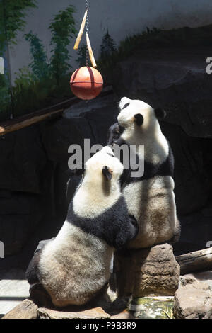 Nanjing, Chine. 17 juillet, 2018. Nanjing, Chine-adorables animaux brave la chaleur chaude en été à Nanjing Hotel Nanjing East de Zoo de la forêt de la province du Jiangsu en Chine. Crédit : SIPA Asie/ZUMA/Alamy Fil Live News Banque D'Images