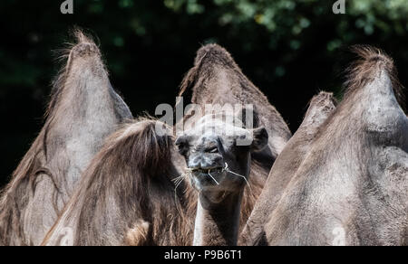 Berlin, Allemagne. 17 juillet, 2018. Des dromadaires manger au Tierpark (lit. animal park). Crédit : Paul Zinken/dpa/Alamy Live News Banque D'Images