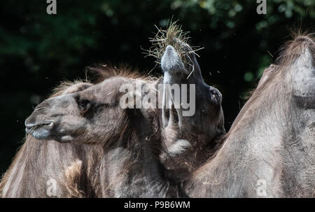 Berlin, Allemagne. 17 juillet, 2018. Des dromadaires manger au Tierpark (lit. animal park). Crédit : Paul Zinken/dpa/Alamy Live News Banque D'Images