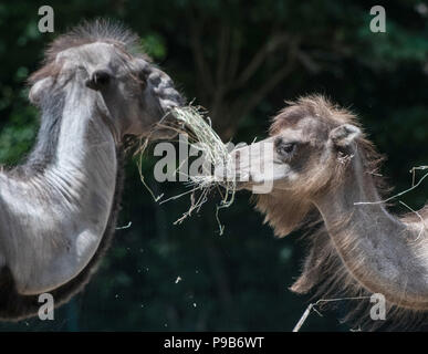 Berlin, Allemagne. 17 juillet, 2018. Des dromadaires manger au Tierpark (lit. animal park). Crédit : Paul Zinken/dpa/Alamy Live News Banque D'Images