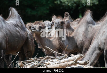 Berlin, Allemagne. 17 juillet, 2018. Des dromadaires manger au Tierpark (lit. animal park). Crédit : Paul Zinken/dpa/Alamy Live News Banque D'Images