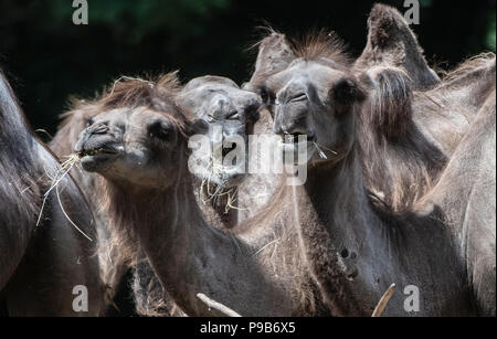 Berlin, Allemagne. 17 juillet, 2018. Des dromadaires manger au Tierpark (lit. animal park). Crédit : Paul Zinken/dpa/Alamy Live News Banque D'Images