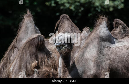 Berlin, Allemagne. 17 juillet, 2018. Des dromadaires manger au Tierpark (lit. animal park). Crédit : Paul Zinken/dpa/Alamy Live News Banque D'Images